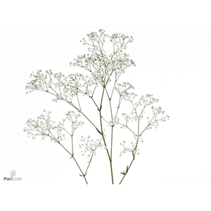 Gypsophila Zinzi