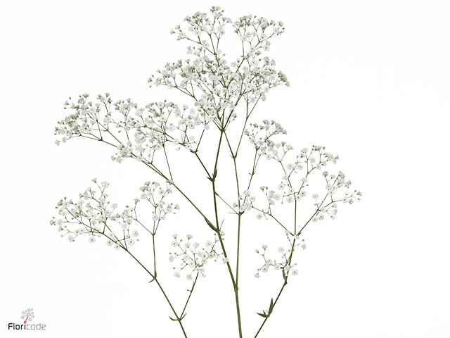 <h4>Gypsophila Zinzi</h4>