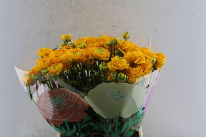 <h4>Ran Aazur Yellow</h4>