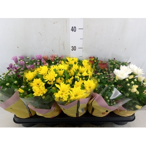 Chrysanthemum   ..mix 7
