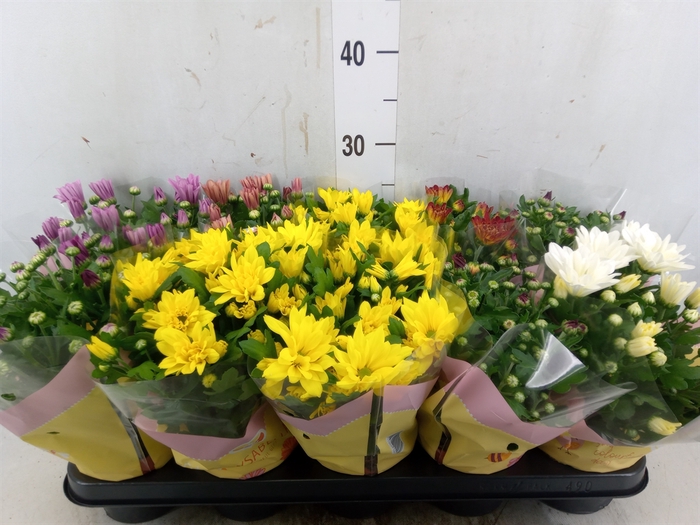 <h4>Chrysanthemum   ..mix 7</h4>