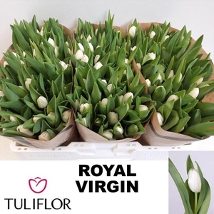 TU EN ROYAL VIRGIN