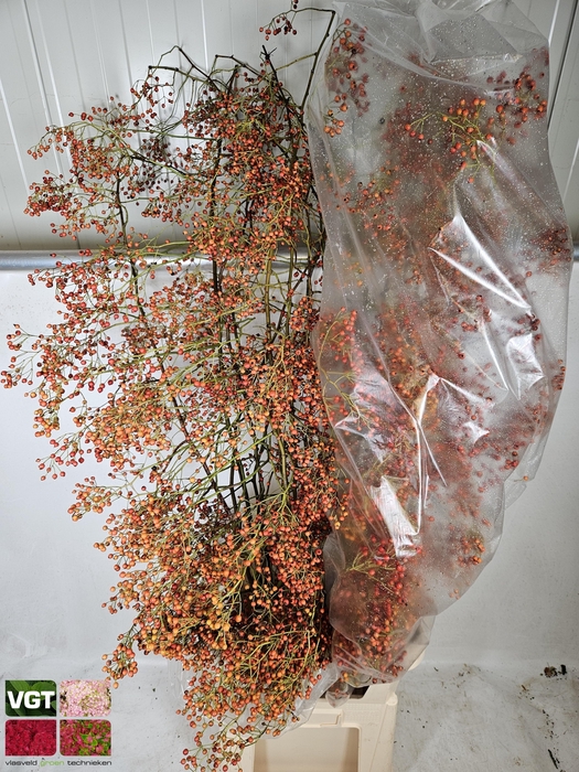 <h4>ROSA CORALLO</h4>