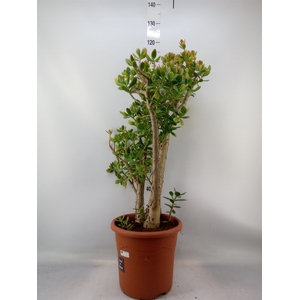 Crassula ovata 'Sunset'