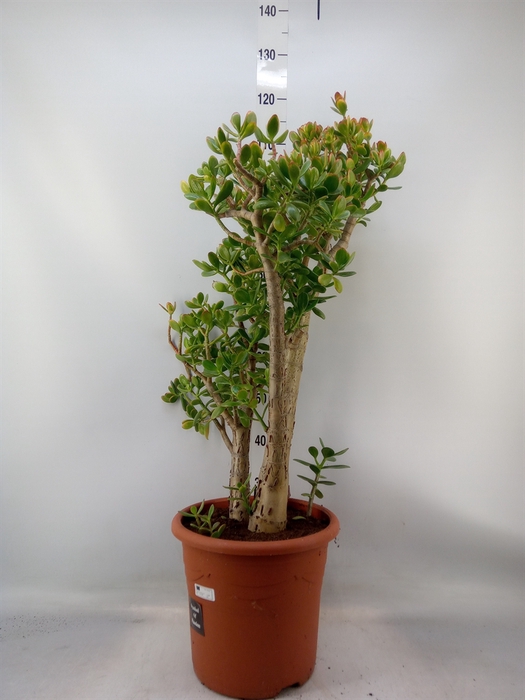 <h4>Crassula ovata 'Sunset'</h4>