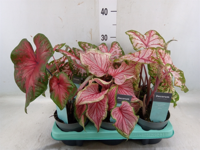 <h4>Caladium   ...mix</h4>