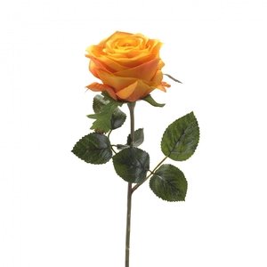 Rosa 45cm