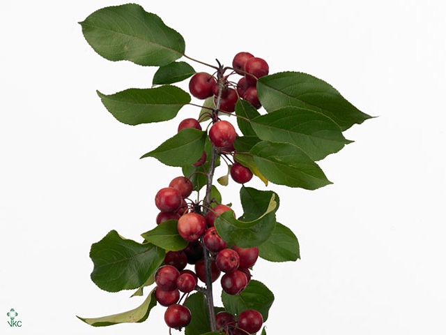 MALUS GORGEOUS BLOSSOM PER STEM 150CM