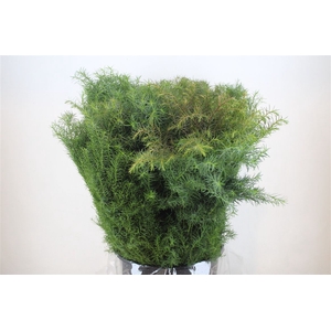 Cryptomeria Per Bos