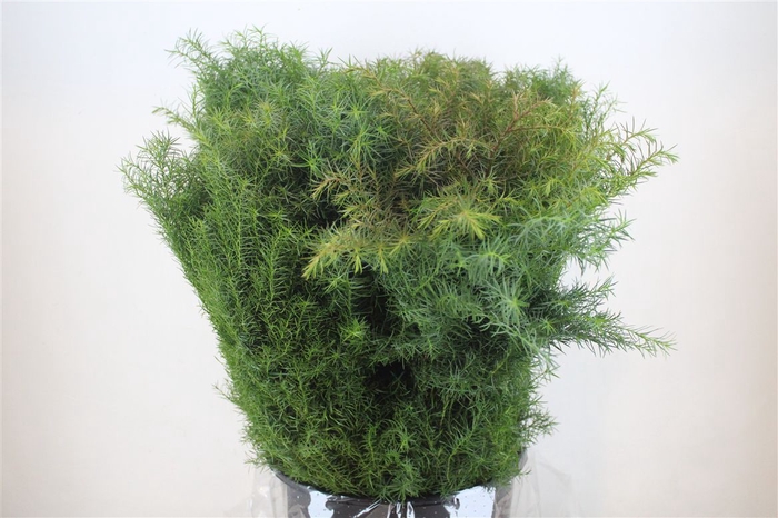 <h4>Cryptomeria Per Bos</h4>