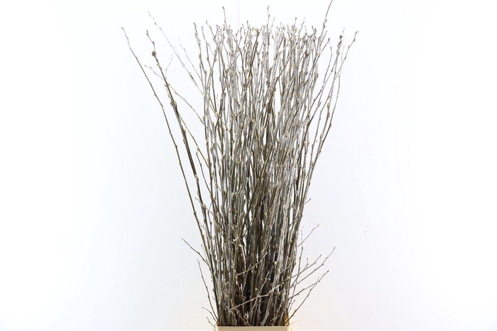 <h4>Cornus Abeel P Tak</h4>