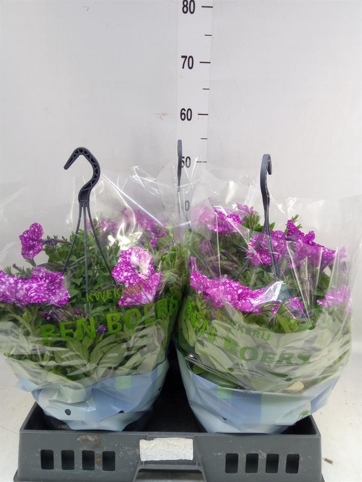 <h4>Petunia   ...</h4>