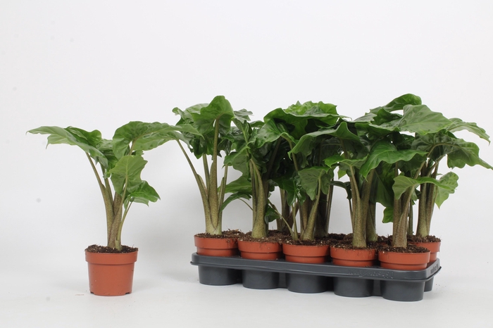 <h4>ALOC LOW RIDER</h4>