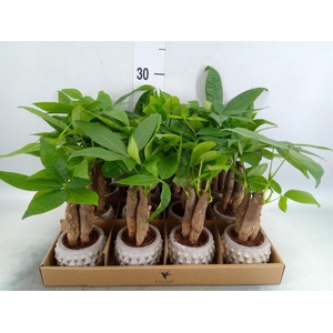 Pachira aquatica