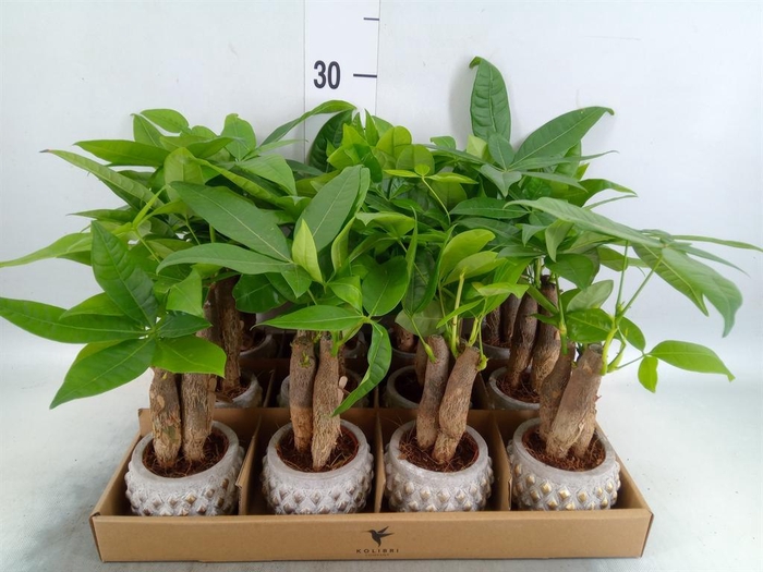 <h4>Pachira aquatica</h4>