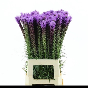 LIATRIS SPICATA