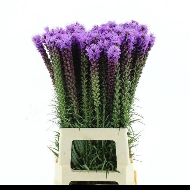 <h4>LIATRIS SPICATA</h4>