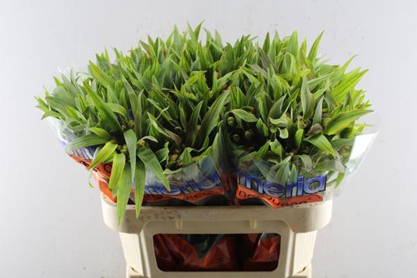 <h4>Alstr Dancing Queen</h4>