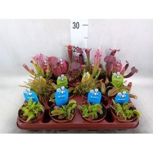 Vleesetende planten