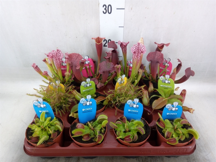 <h4>Vleesetende planten</h4>