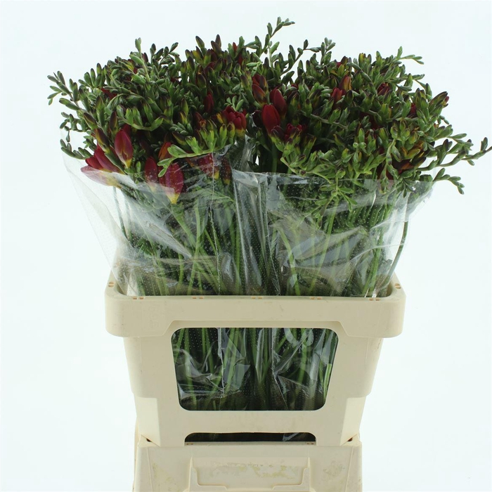 <h4>Fr En Red Beauty</h4>