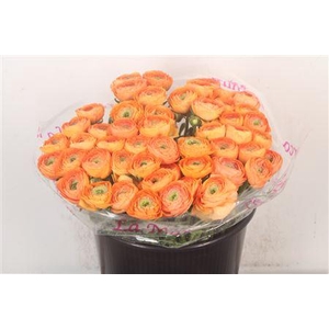 Ran.. Su Honey Salmon Extra