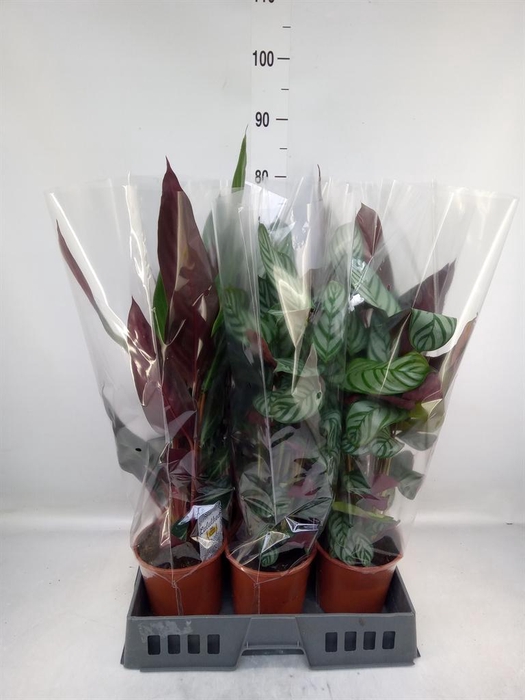 <h4>Calathea ...mix</h4>