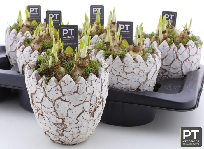 <h4>ARR N TETE A TETE</h4>