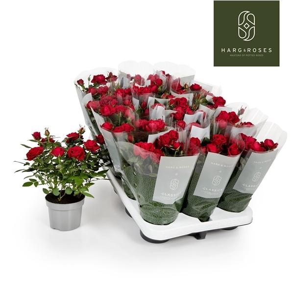 <h4>Rosa Apache Kordana</h4>