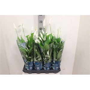 Spathiphyllum 'Strauss'