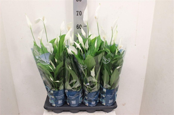 Spathiphyllum 'Strauss'