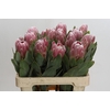 Protea Penny Pink