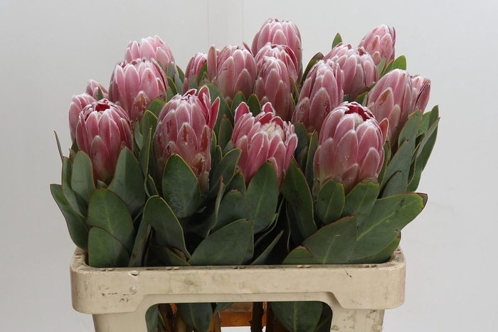 Protea Penny Pink