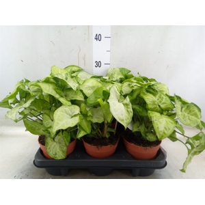 Syngonium   ...