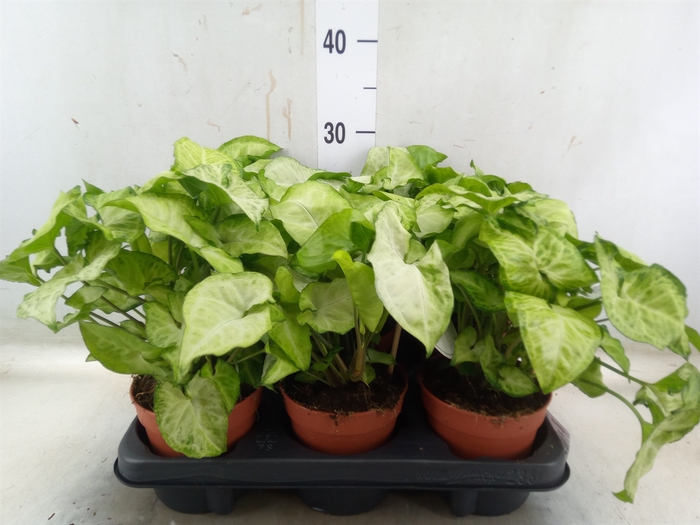 <h4>Syngonium   ...</h4>