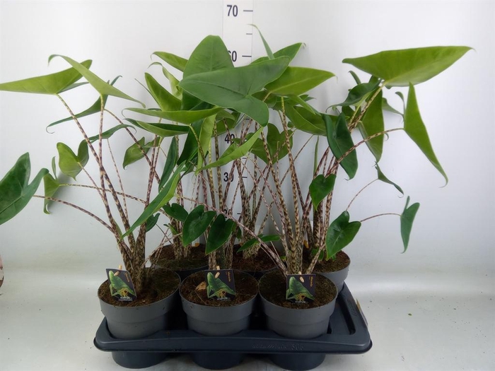 <h4>Alocasia zebrina</h4>