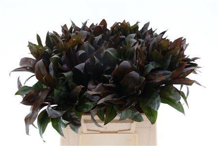 <h4>DRAC FR COMPACTA</h4>