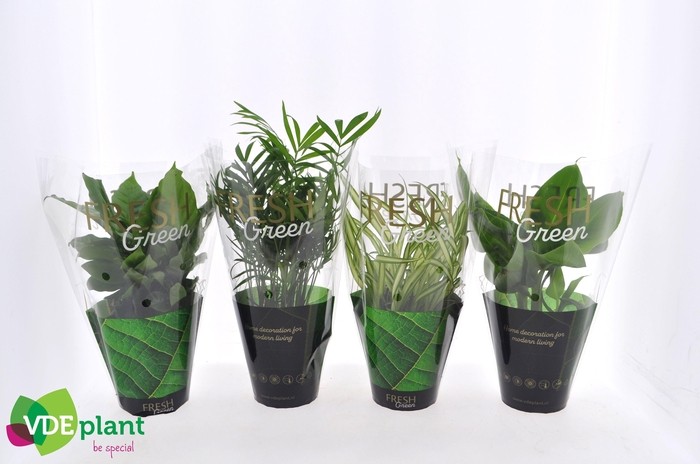 <h4>Ov Kamerplanten Gemengd</h4>