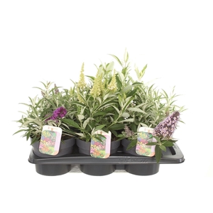 Buddleja Butterfly Candy mix