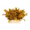 Euc. Stuart Preserved Yellow Short