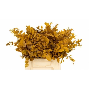 Euc. Stuart Preserved Yellow Short