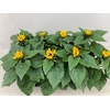 Helianthus Sunsation