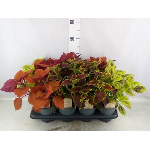 Plectranthus col.   ...mix