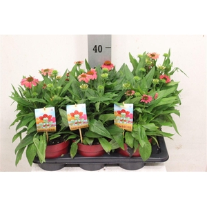 Echinacea Sombrero Salsa Red