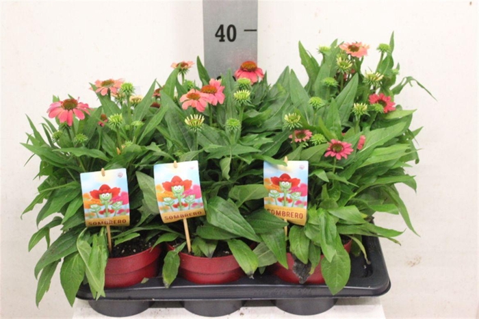 <h4>Echinacea Sombrero Salsa Red</h4>
