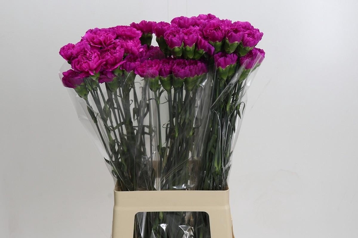 Dianthus St Tiepolo Fucsia