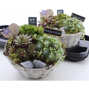 ARR SEMPERVIVUM
