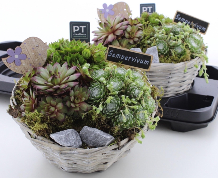 <h4>ARR SEMPERVIVUM</h4>