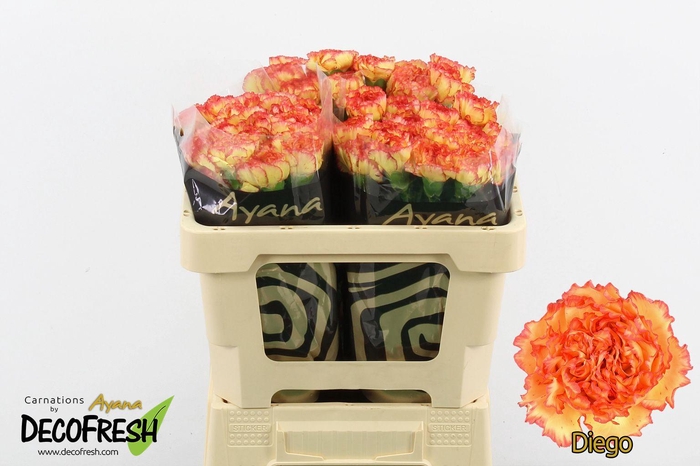 <h4>Di St Diego</h4>