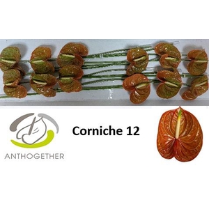 ANTH A CORNICHE